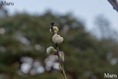 京都御苑 桃林 開花迫るハナモモ 2016年3月4日