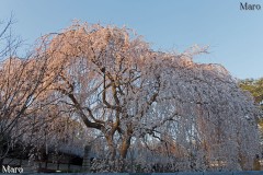 京都の桜 夕日を浴びる本満寺の枝垂桜 京都市上京区 2016年3月28日