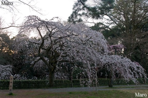 京都御苑の桜 近衛邸跡の糸桜 おおむね見頃 2016年3月22日の早朝
