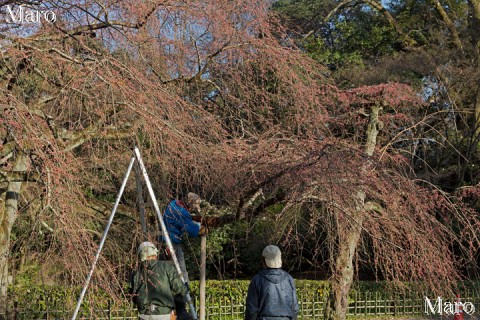 京都御苑 近衛邸跡 糸桜 支柱（支え木）の設置作業 2016年3月
