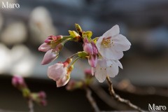 京都の桜 ソメイヨシノ 私的な標本木が開花 開花宣言 2016年3月23日