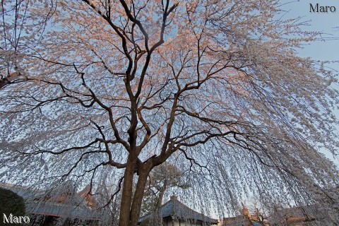 京都の枝垂桜 本満寺のシダレザクラ 満開～盛り過ぎ 2016年3月28日