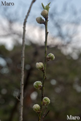 京都御苑 蕾ふくらむハナモモ 2016年3月4日