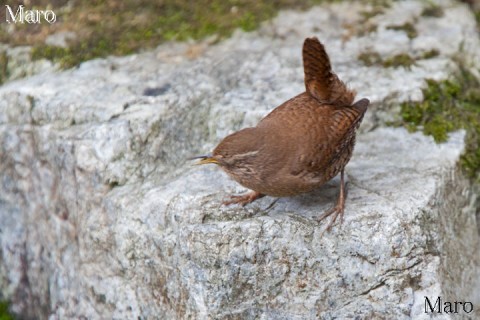 京都の野鳥 ミソサザイ 囀り（地鳴き？）