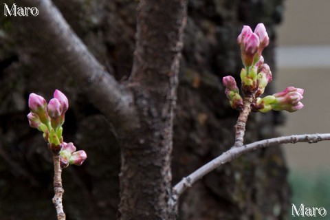 さくら（桜） 蕾ふくらむ 京都市上京区 2016年3月20日