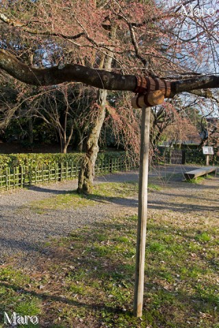 近衛邸跡 糸桜（枝垂桜）に支柱が 2016年3月