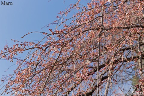 京都御苑 近衛邸跡 イトザクラ（糸桜） 開花 2016年3月17日