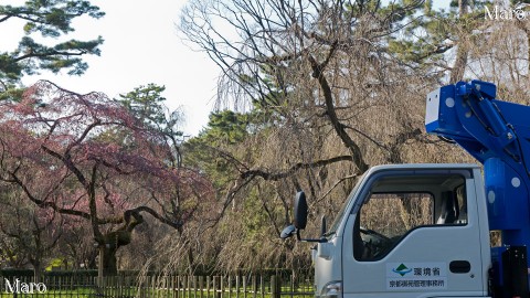 近衛邸跡 糸桜の剪定 作業車 環境省 京都御苑管理事務所 2016年3月