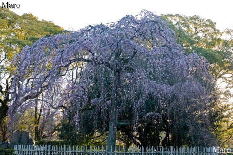 京都御苑の桜 出水の糸桜と朝日 そろそろ見頃 2016年3月22日の早朝