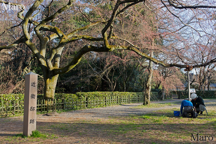 近衛邸跡 糸桜（枝垂桜） 支柱の完成間近 2016年3月