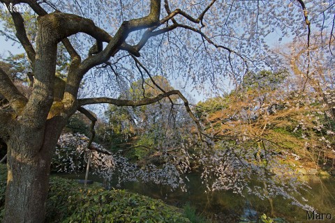 京都の枝垂桜 近衛邸跡の糸桜 雨後、池の水面に舞い散る桜吹雪 2016年3月28日