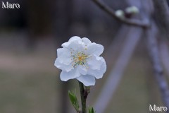 京都御苑 桃林 ハナモモ白花が開花 2016年3月6日