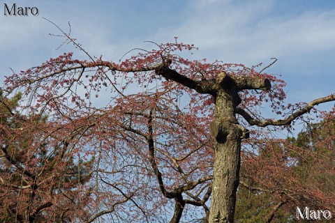 近衛邸跡 糸桜 剪定後の幹 2016年3月