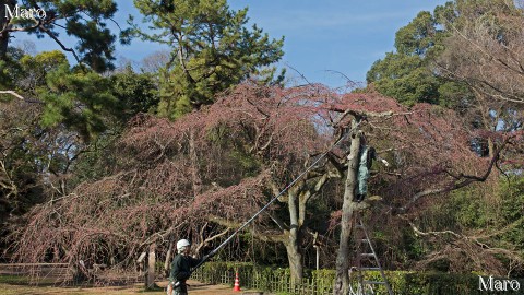 京都御苑 近衛邸跡 イトザクラ（糸桜）の剪定作業 2016年3月