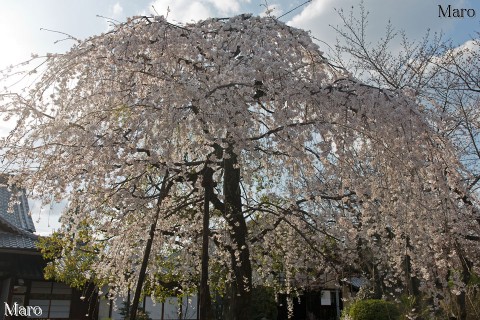 京都の枝垂桜 葉桜が進む上品蓮台寺のシダレザクラに西日が差す 2016年3月28日