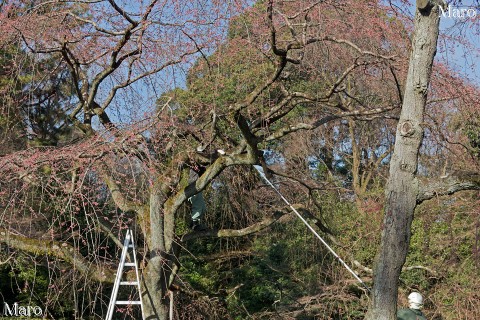 京都御苑 近衛邸跡 イトザクラ（糸桜）の枝打ち光景 池の前の大樹 2016年3月