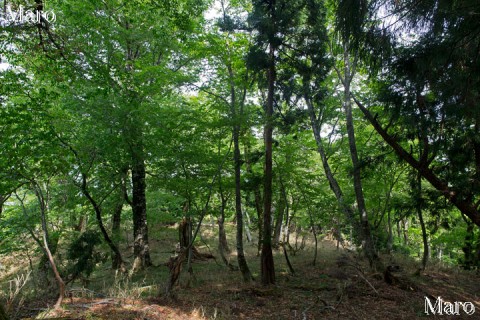 芦生の天然林 ブナ-カエデ-カンスゲ 京都丹波高原国定公園