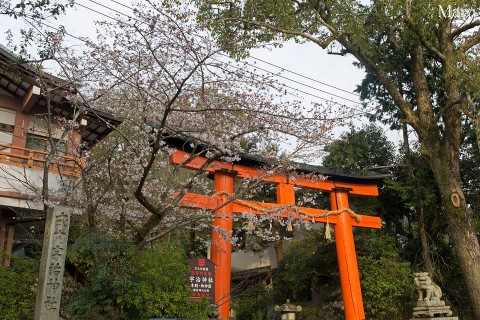 宇治神社の桜 ソメイヨシノ 五分咲き 京都府宇治市 2016年3月31日