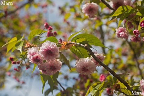 京都の桜 菊咲きのツクバネ 半開～全開～ 平野神社 2016年4月