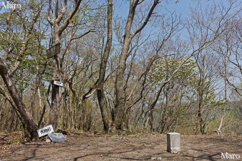 京都北山 天狗杉（花背山）の山頂 標高837.0m 2016年4月