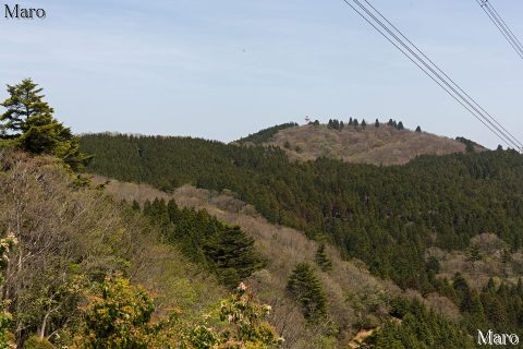 旧花脊峠～芹生峠 左京区・右京区境尾根から天狗杉を望む 2016年4月