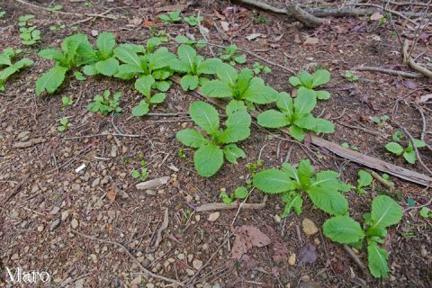 貴船山 （二ノ瀬ユリ） クリンソウの新葉 2016年4月