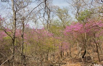 旧花脊峠～芹生峠 紫色が鮮やかなミツバツツジのトンネル 2016年4月