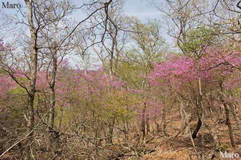 旧花脊峠～芹生峠 紫色が鮮やかなミツバツツジのトンネル 2016年4月