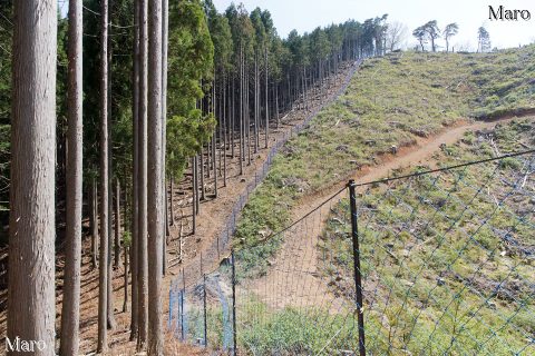 芹生峠から魚谷山へ急登 2016年4月