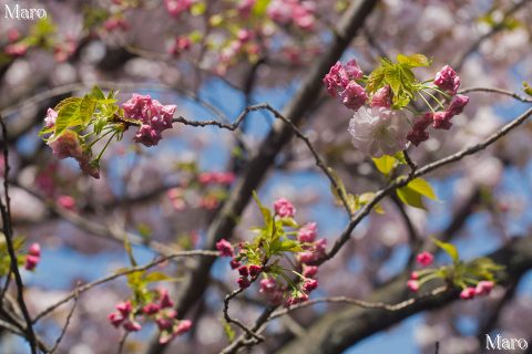 京都の桜 雨宝院 ショウゲツ（松月桜） 蕾～開花直後 2016年4月12日