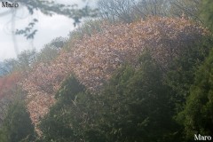 京都東山 大文字山のヤマザクラ（山桜） 2016年4月