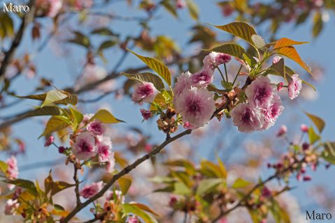 京都の桜 菊咲きの二尊院普賢象 開花～半開 引接寺 2016年4月