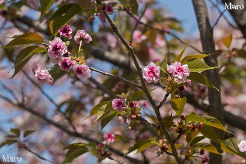 京都の桜 ニソンインフゲンゾウ（二尊院普賢象） 蕾～開花 千本ゑんま堂 2016年4月