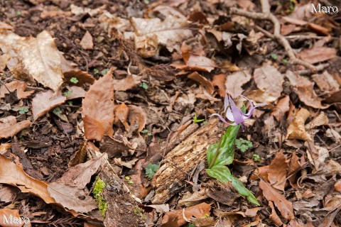 カタクリの花 谷底の自生環境 京都府 2016年4月