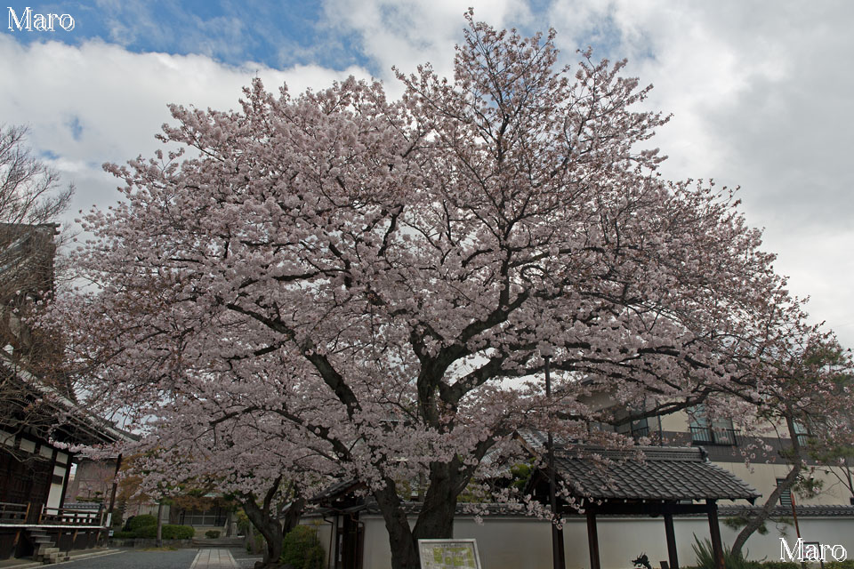 京都の桜 本隆寺のソメイヨシノ（染井吉野） 京都市上京区 2016年4月2日の早朝