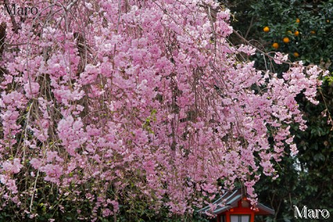 京都の桜 建勲神社 ヤエベニシダレ（八重紅枝垂） 満開 2016年4月
