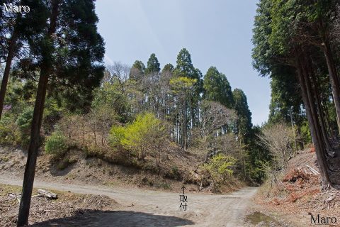 京見坂 芹生峠の分岐 旧花脊峠～京北芹生町 2016年4月