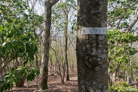 白倉の頭（白倉峠） 芹生峠～柳谷峠（魚谷山） 左京区鞍馬・右京区京北・北区雲ケ畑の3区境