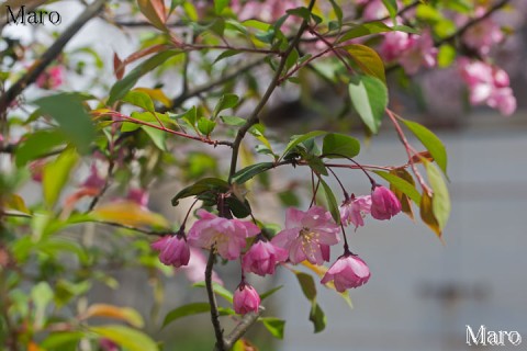 上品蓮台寺（十二坊） ハナカイドウ（花海棠） 京都市北区 2016年4月