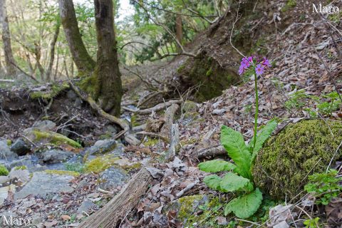 京都北山 細ヶ谷（細ガ谷） 鴨川源流のクリンソウ 2016年4月