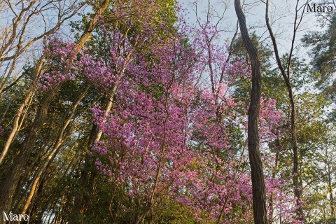 大文字山のミツバツツジ（三葉躑躅）が満開に 2016年4月