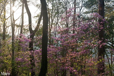 大文字山からミツバツツジ（三葉躑躅）越しに西日・夕日を望む 2016年4月