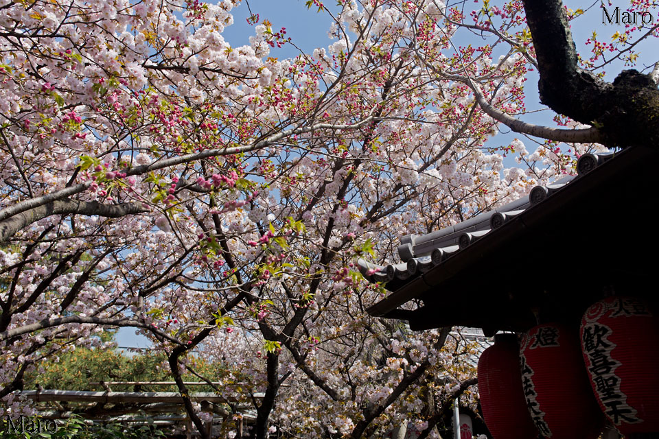 京都の桜 雨宝院 歓喜桜（と松月桜） 青空に満開の桜 2016年4月12日