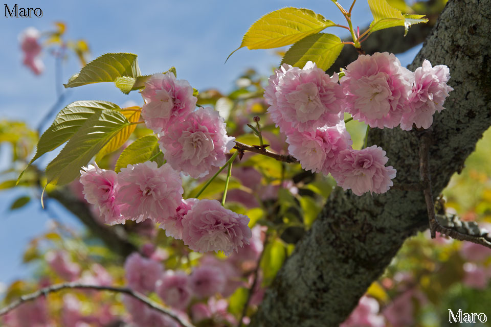 京都の桜 ヒラノイモセ（平野妹背） 二段咲き 平野神社 2016年4月