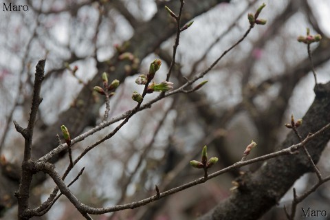 京都の桜 西陣・雨宝院の歓喜桜 花芽 2016年4月2日