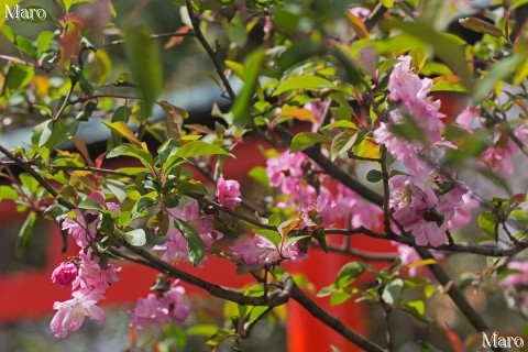 上品蓮台寺（十二坊） ピンク色のカイドウ（海棠）の花と朱色の鳥居 2016年4月