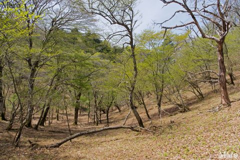 旧花脊峠～芹生峠の緑 京北芹生の谷間 2016年4月