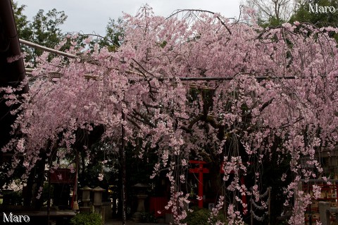 京都の桜 水火天満宮の紅枝垂れ桜 京都市上京区 2016年4月