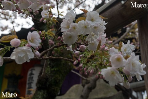 京都の桜 雨宝院の観音桜 そろそろ見頃 2016年4月