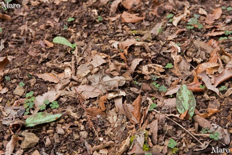 カタクリの葉とニリンソウの葉 2016年4月